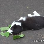 レス5番の画像サムネイル