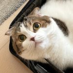 レス2番の画像サムネイル