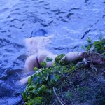 レス35番の画像サムネイル