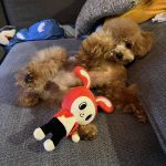 レス16番のサムネイル画像