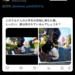 レス13番の画像1