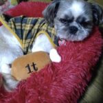 レス34番の画像1