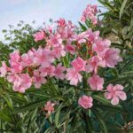 レス21番のリンク先のサムネイル画像