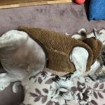 レス51番の画像1