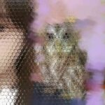 レス22番の画像1