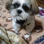 レス39番の画像1