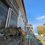 レス8番の画像1