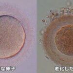 レス13番の画像2