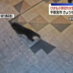 レス1番のリンク先のサムネイル画像