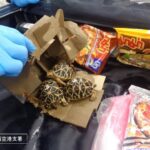 レス1番のリンク先のサムネイル画像
